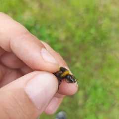 Bombus hortorum
