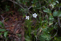 Heliosperma pusillum