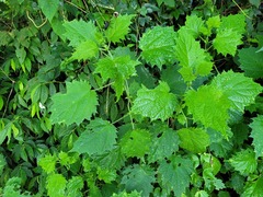 Urtica thunbergiana