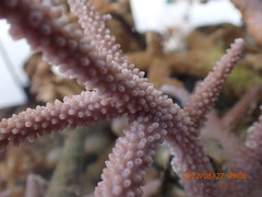 Acropora