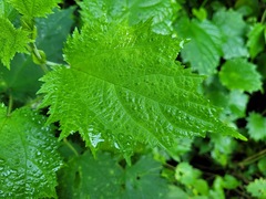 Urtica thunbergiana
