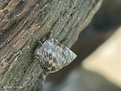 Laevistrombus canarium