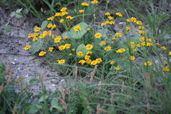 Thymophylla tenuiloba