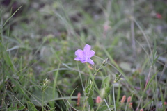 Ruellia