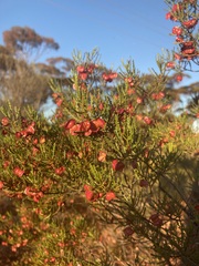 Dodonaea lobulata