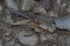 Lepisosteus oculatus