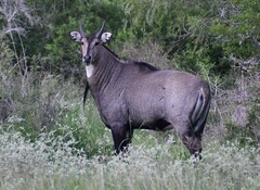 Boselaphus tragocamelus
