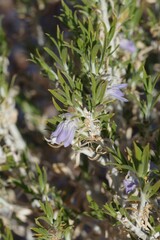 Acanthaceae