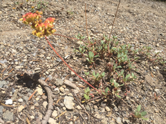 Oligogonum