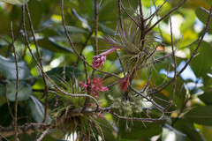 Tillandsia geminiflora