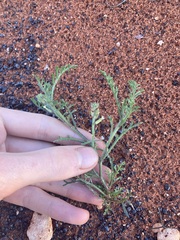 Carrichtera annua