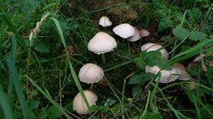 Candolleomyces candolleanus