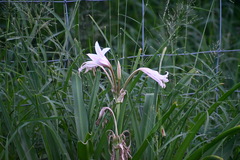 Crinum