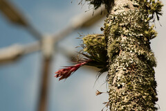Tillandsia geminiflora