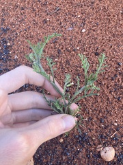 Carrichtera annua