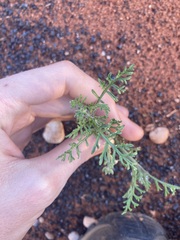 Carrichtera annua