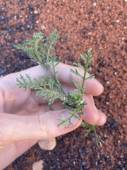 Carrichtera annua