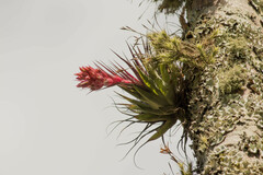 Tillandsia geminiflora