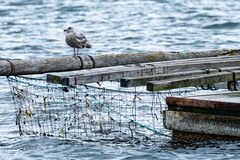 Larus glaucescens × occidentalis