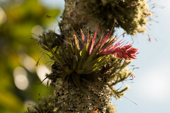 Tillandsia geminiflora