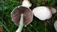 Candolleomyces candolleanus