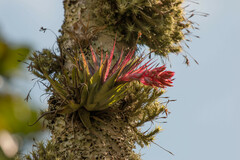 Tillandsia geminiflora