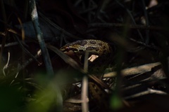 Coronella austriaca austriaca