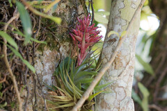 Tillandsia geminiflora