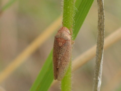 Ponana