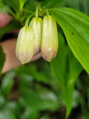 Disporum kawakamii
