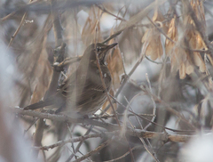 Turdus atrogularis