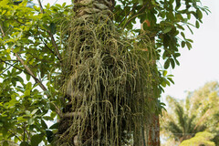 Rhipsalis baccifera