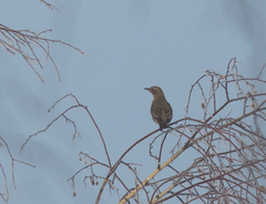 Turdus atrogularis