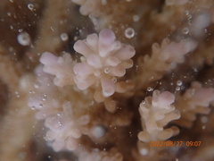 Acropora