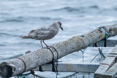 Larus glaucescens × occidentalis