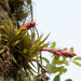Tillandsia geminiflora - Photo (c) Diego Monsores, μερικά δικαιώματα διατηρούνται (CC BY-NC), uploaded by Diego Monsores