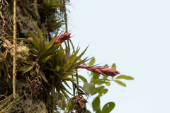 Tillandsia geminiflora