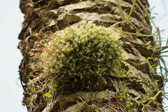 Tillandsia tricholepis