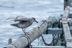 Larus glaucescens × occidentalis