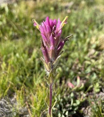 Castilleja lemmonii