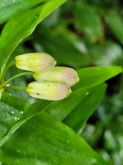 Disporum kawakamii