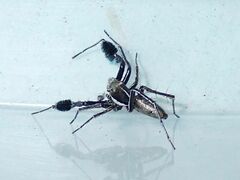 Portia albimana