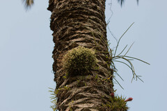 Tillandsia tricholepis