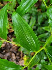 Disporum kawakamii