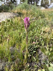 Castilleja lemmonii