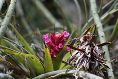 Tillandsia geminiflora