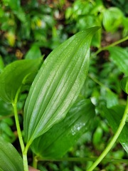 Disporum kawakamii