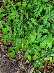 Disporum kawakamii