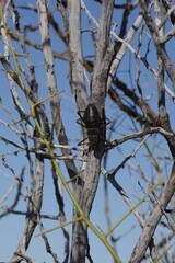 Acanthoplus