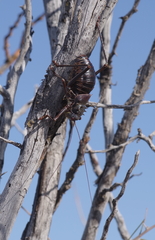 Acanthoplus